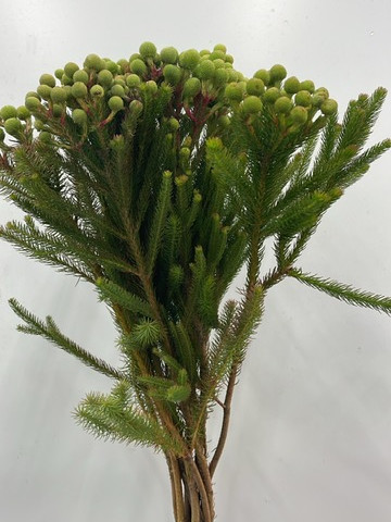 Berzelia Galpinii Young