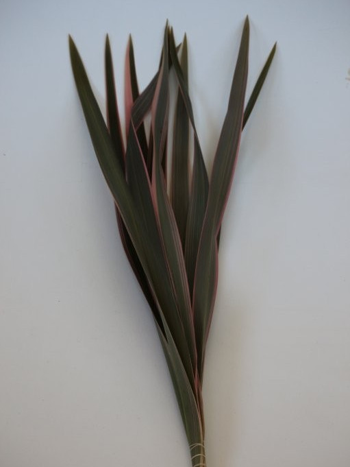 Phormium Tenax
