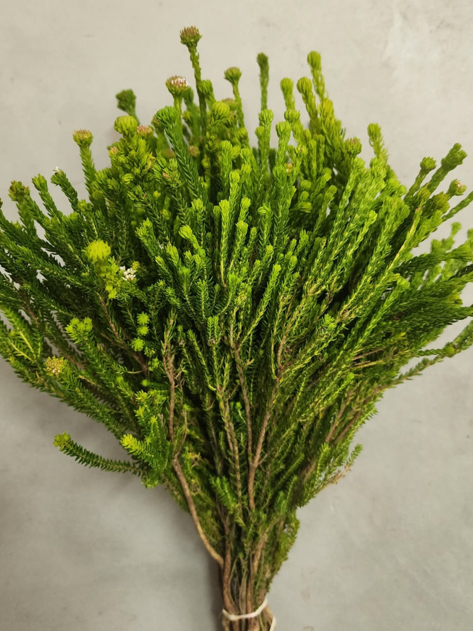Agathosma