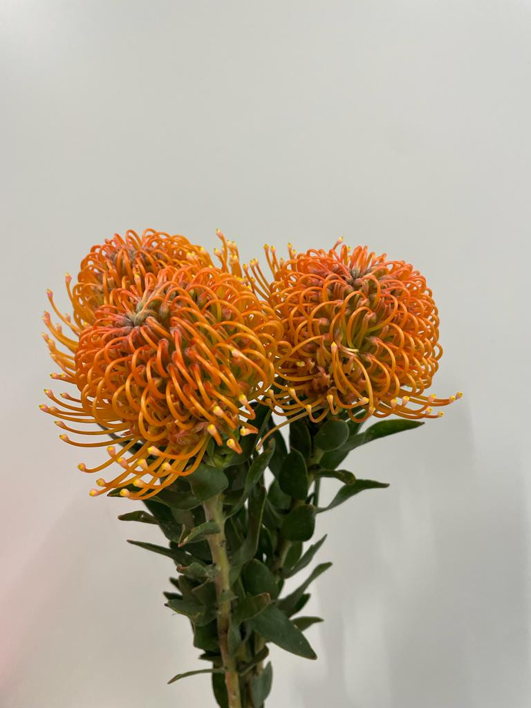 Lsp. Ayoba Peach