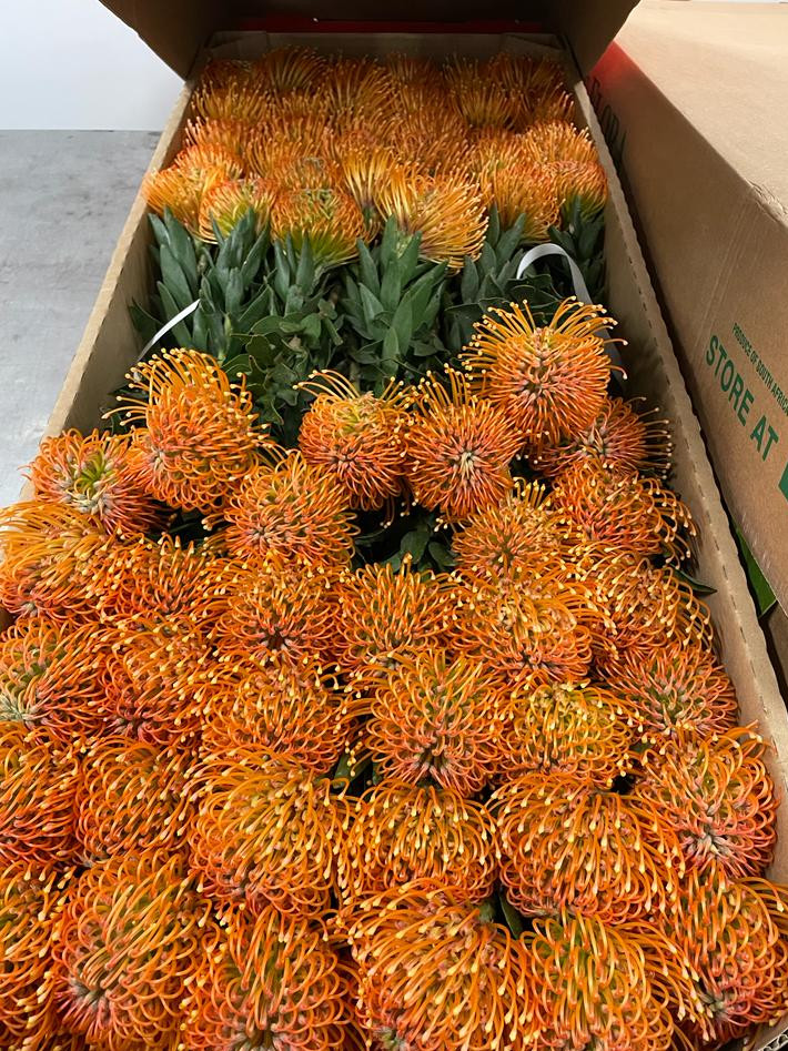 Lsp. Ayoba Peach
