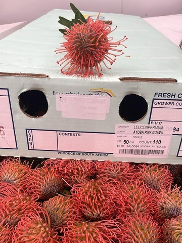 Lsp. Ayoba Pink