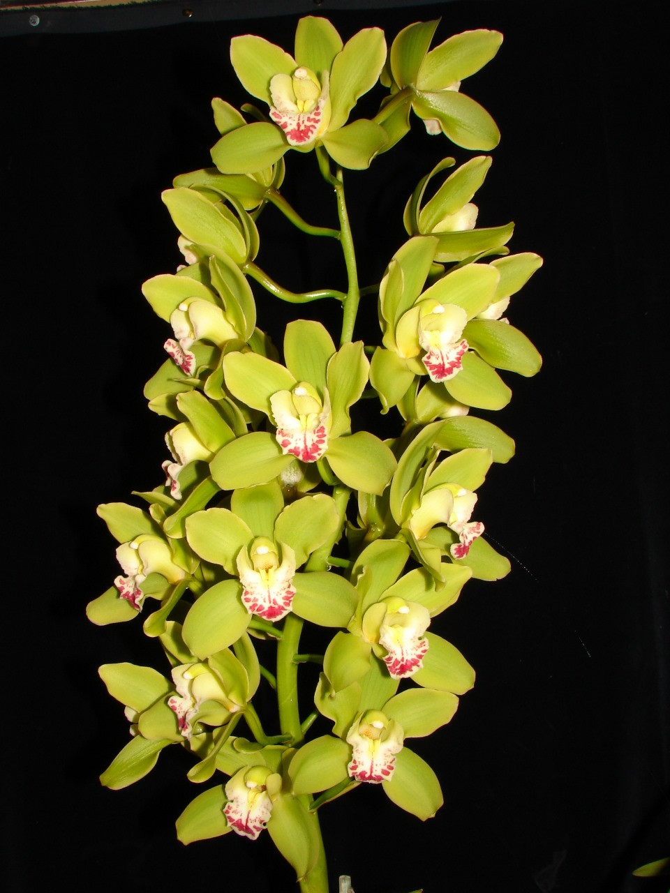 Mini Cymbidium