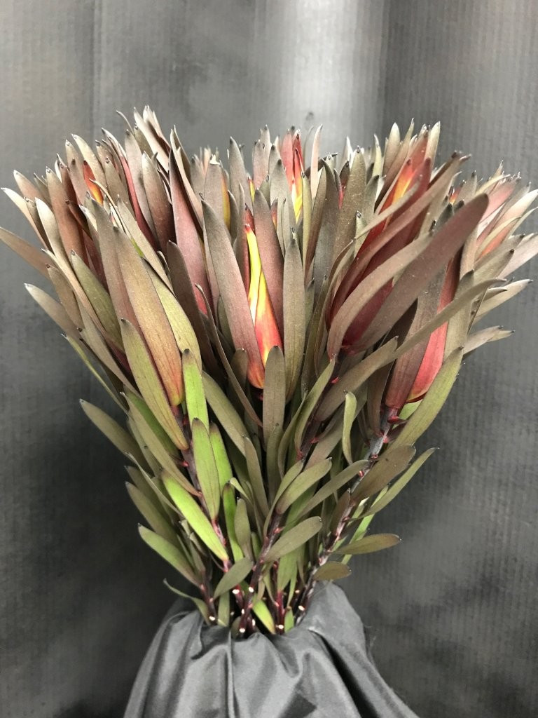 Lcd. Fireflash