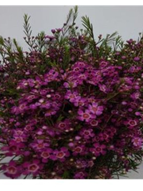 Wax - Purple Rain