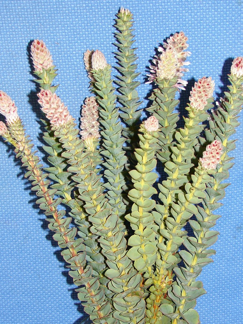 Paranomous Reflexus