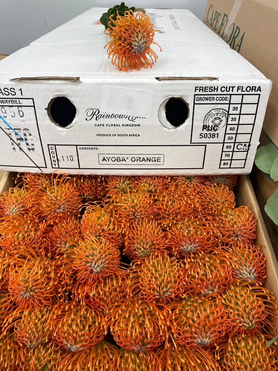 Lsp. Ayoba Orange