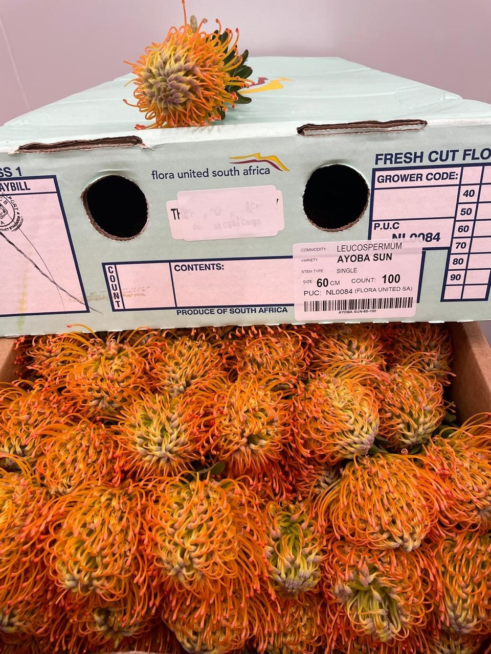 Lsp. Ayoba Sun