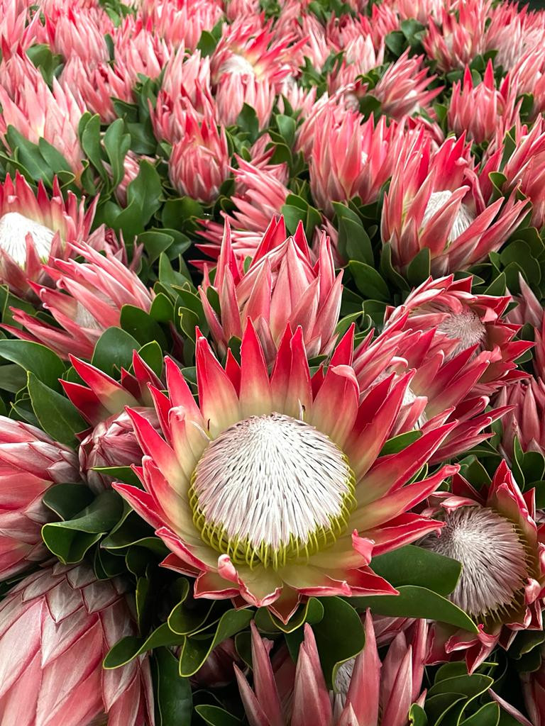 P. Cynaroides - King Stellar