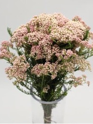 Rice Flower - Pink