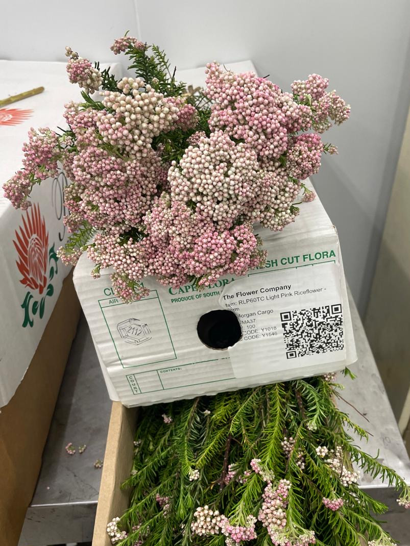 Rice Flower - Pink