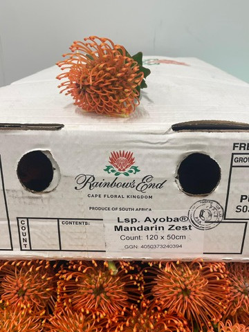 Lsp. Ayoba Mandarin Zest
