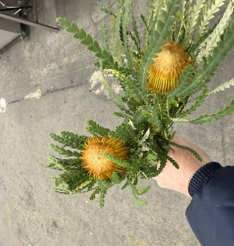 Banksia Dryandra