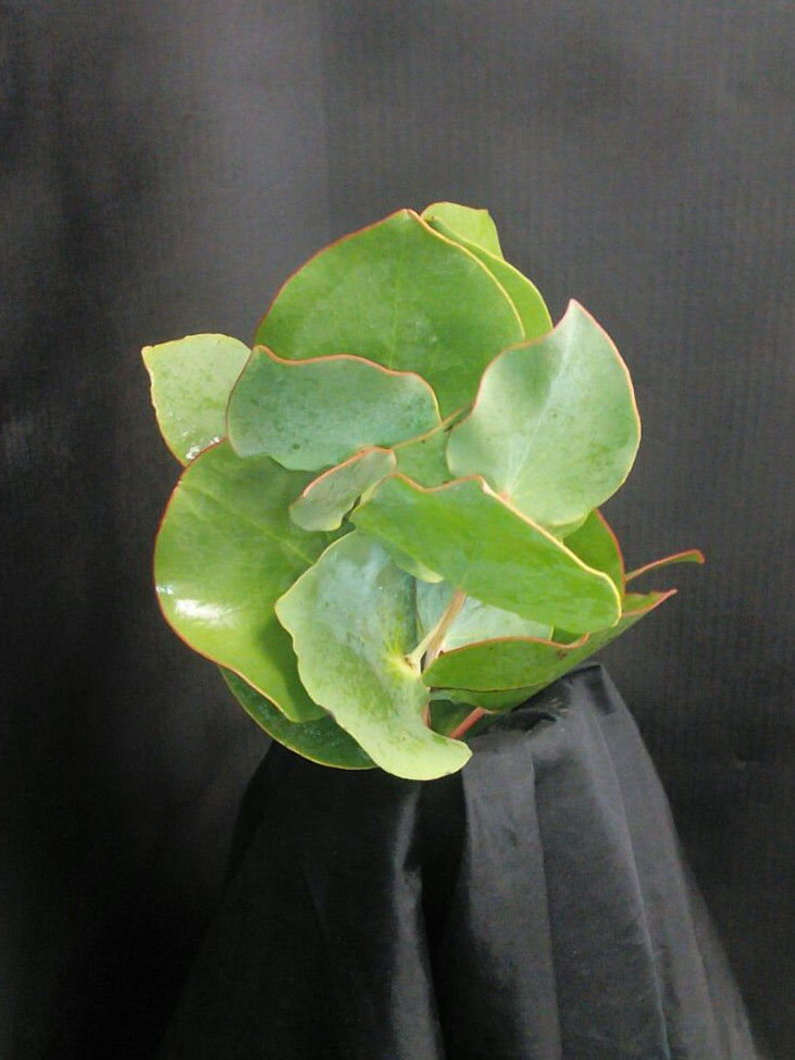 Cordata Leaves