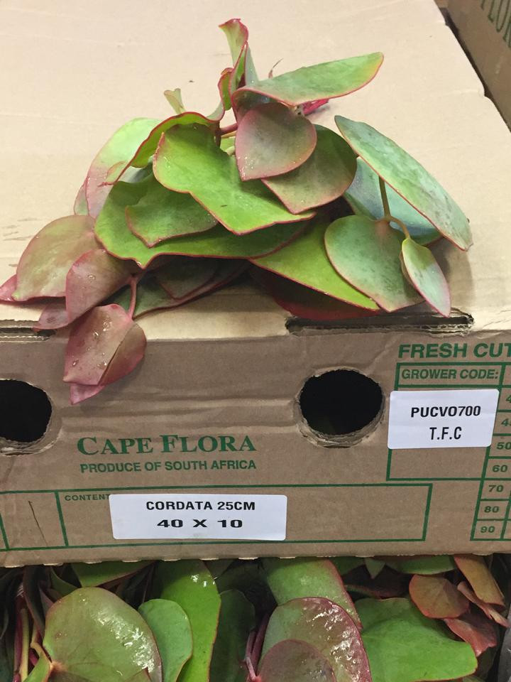 Cordata Leaves