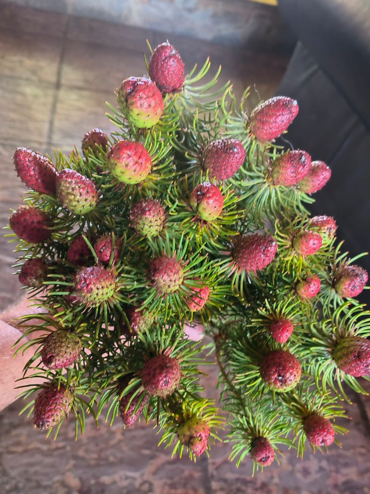 Lcd. Cumosum