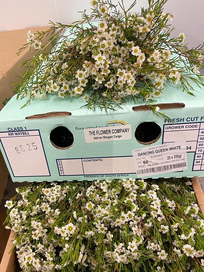 Wax - Dancing Queen - White