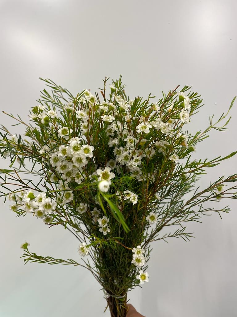 Wax - Dancing Queen - White