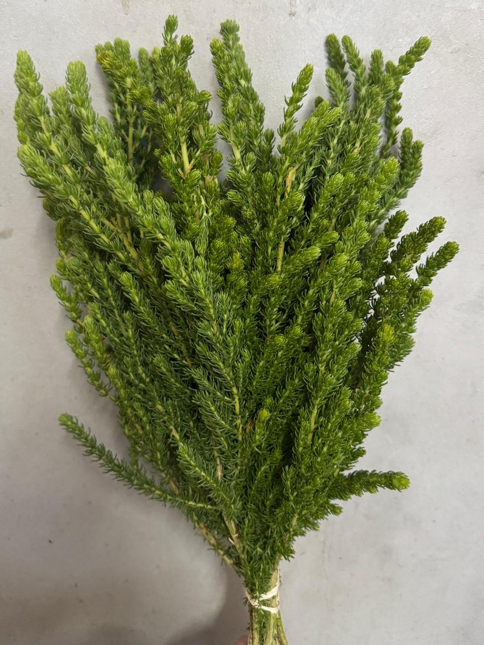 Calcarea