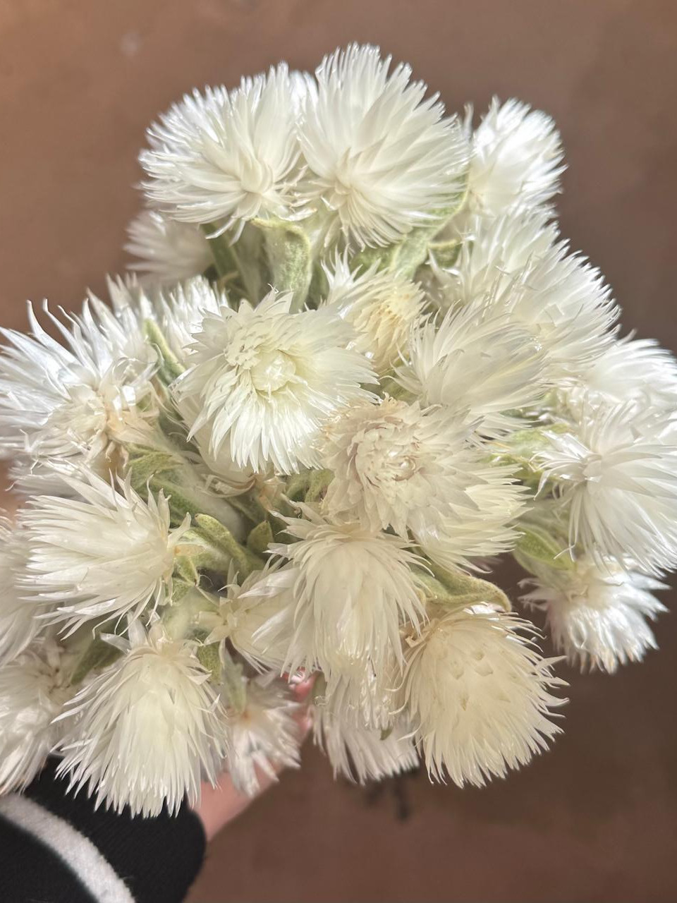 Everlasting - White