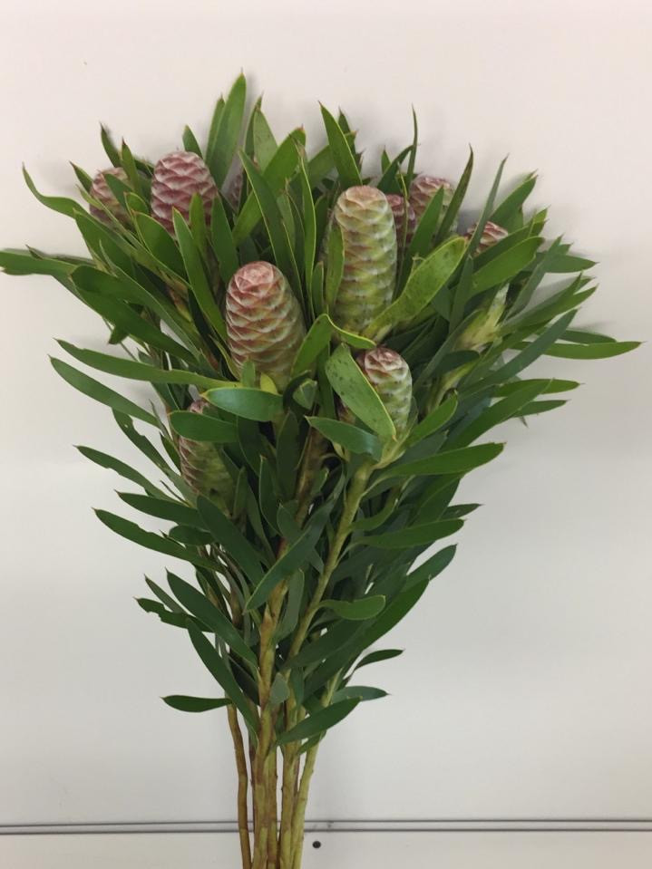 Lcd. Sabulosum