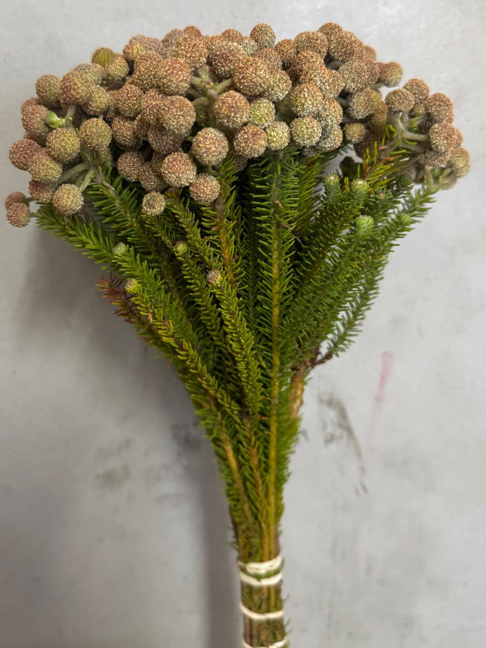 Palacea