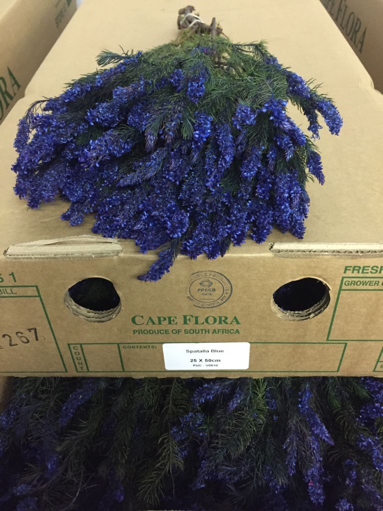 Spatalla - Blue