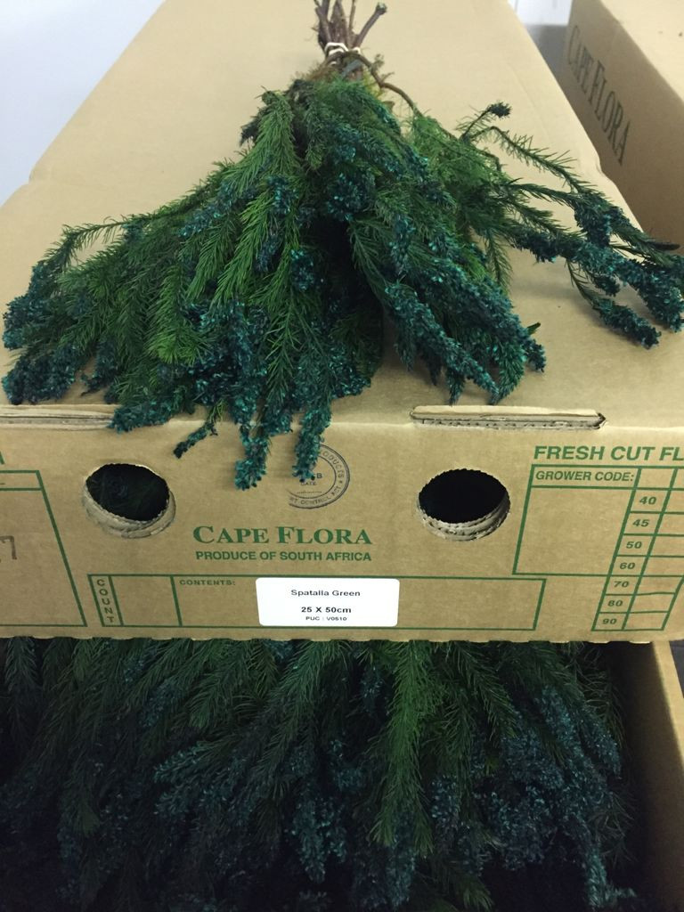 Spatalla - Green