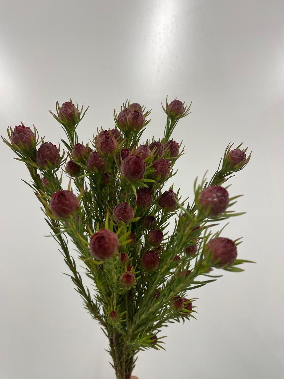 Lcd. Jubilee Crown