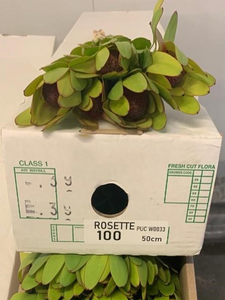 Lcd. Rosette