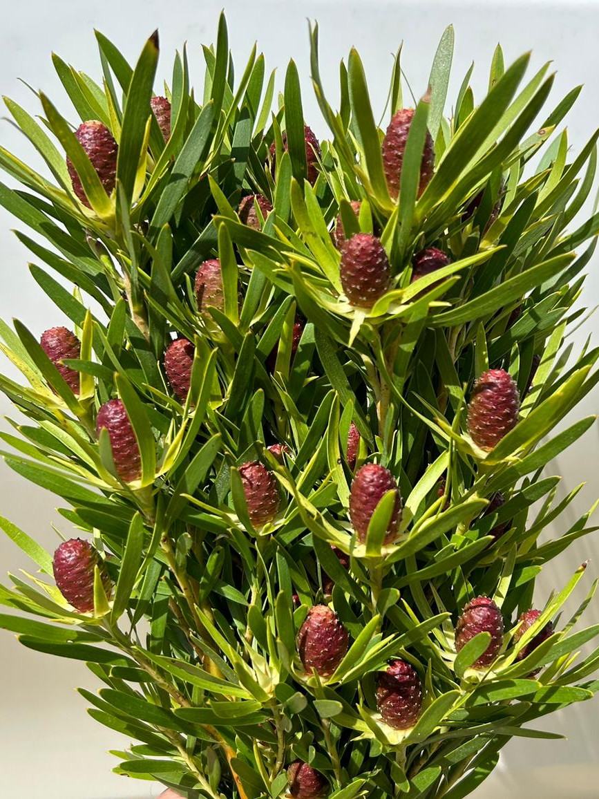 Lcd. Red Tag - Spray