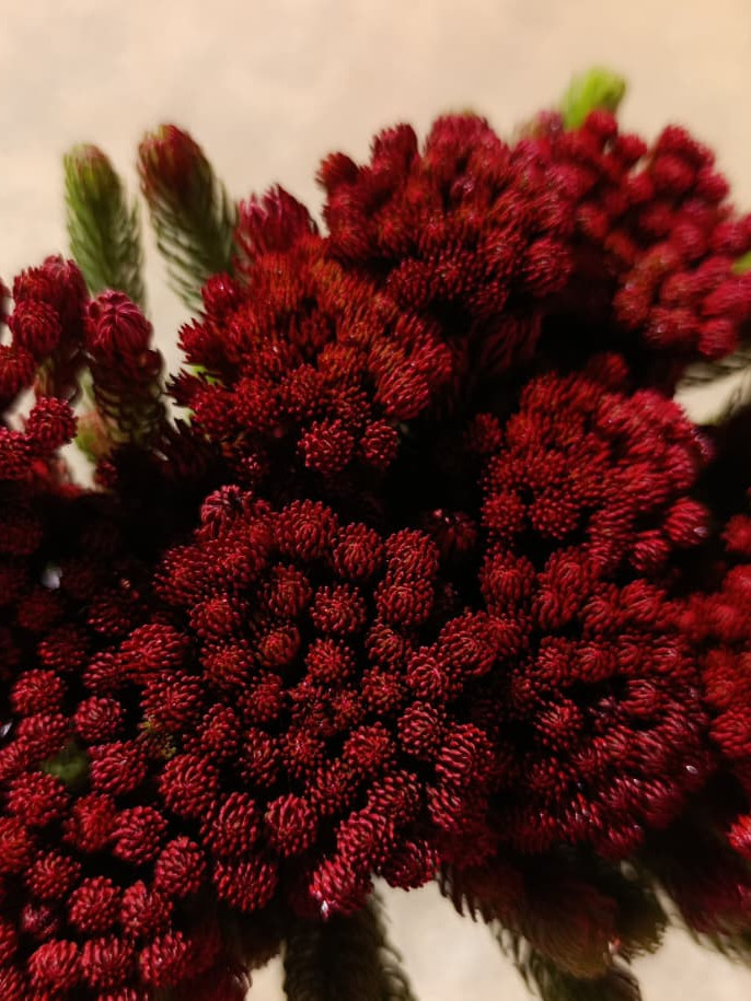 Albiflora Young - Red