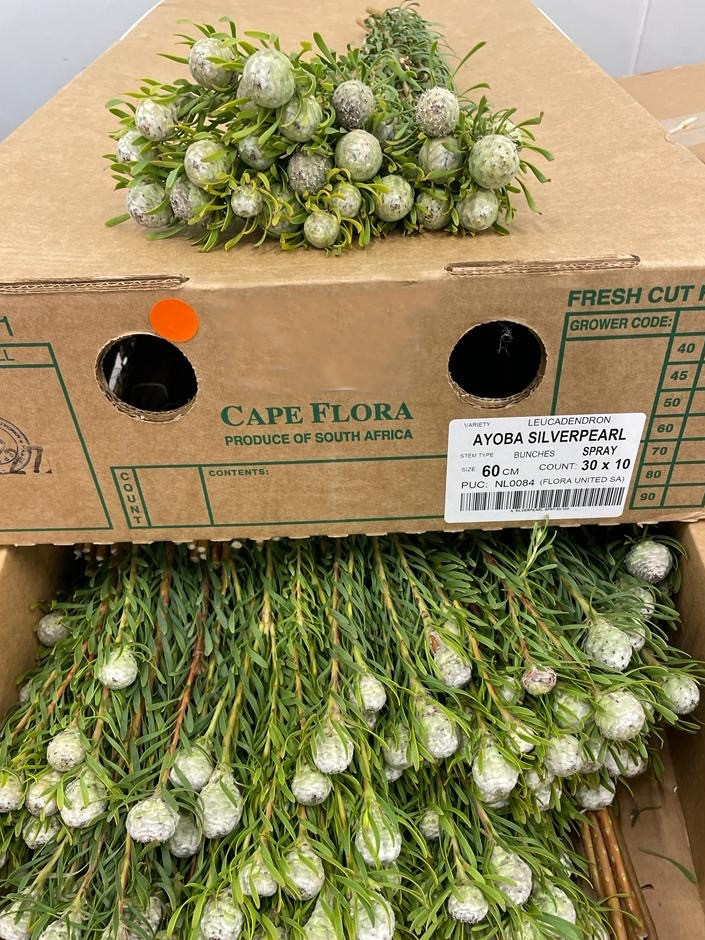 Lcd. Silver Pearl Spray