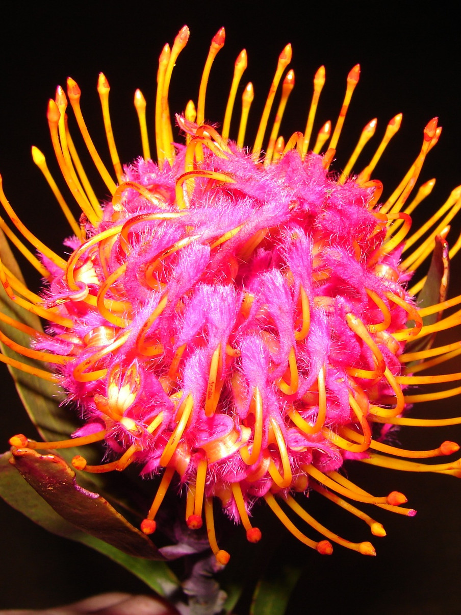 Lsp. Cuneiforme - Pink