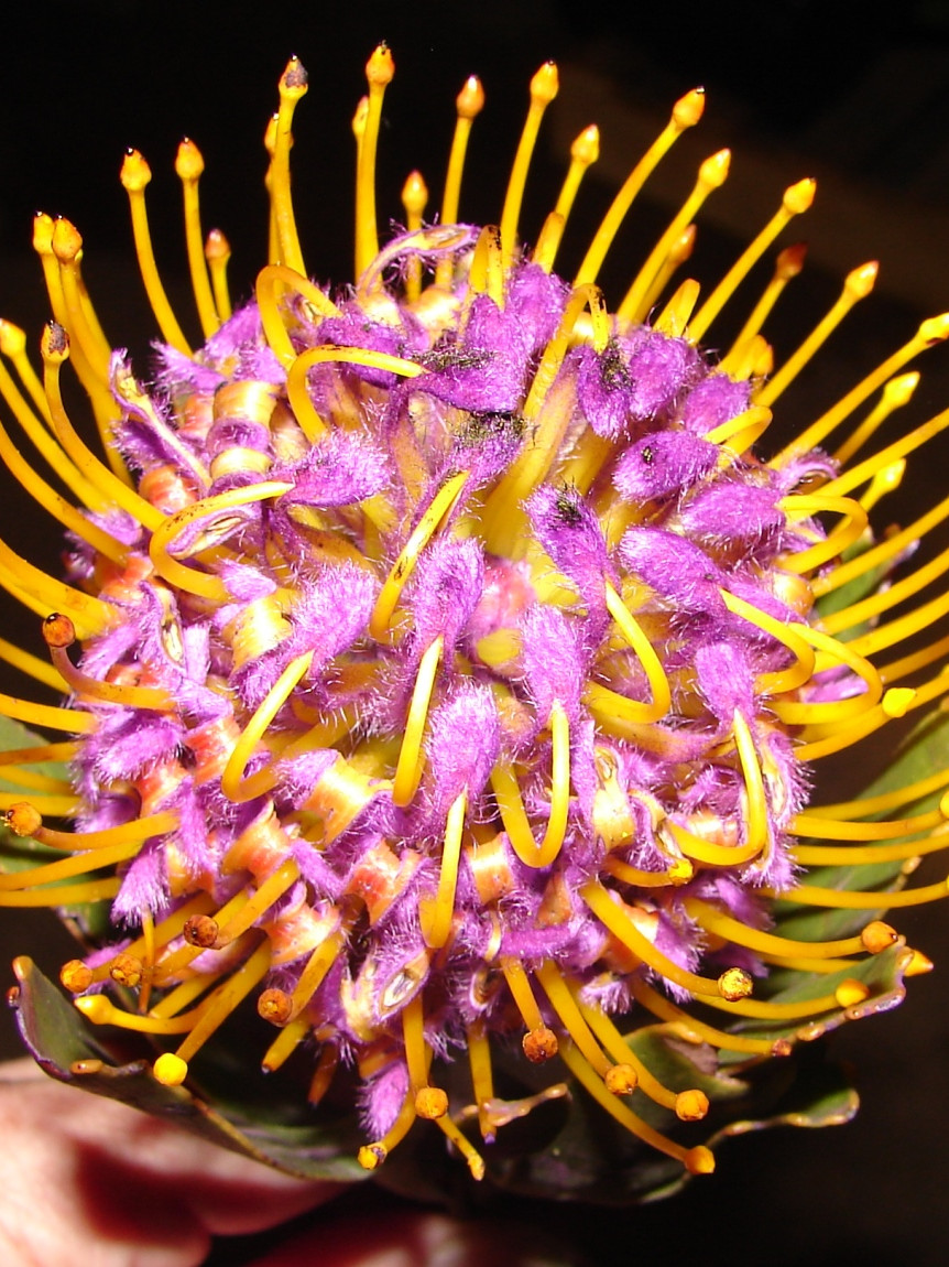 Lsp. Cuneiforme - Purple