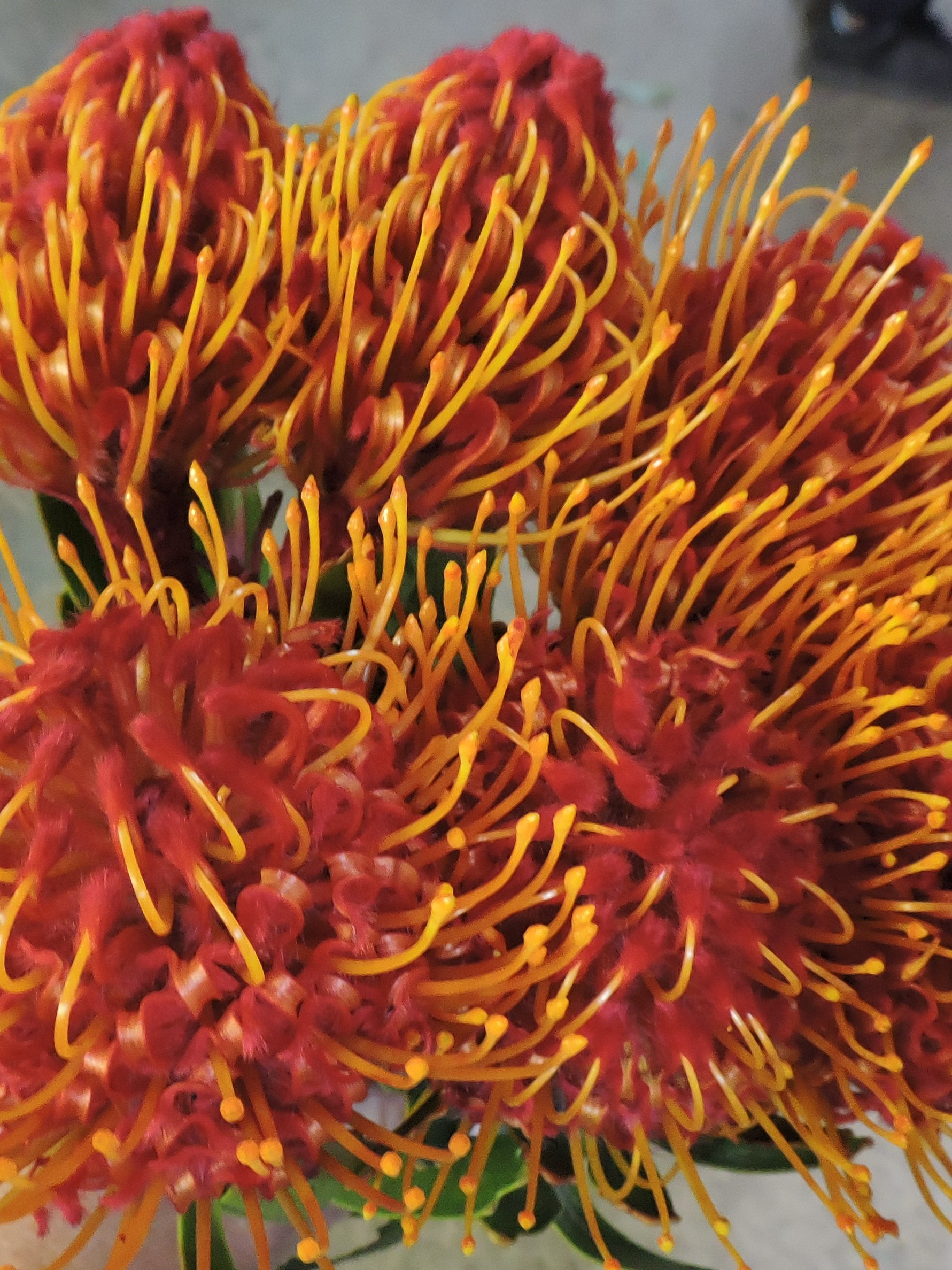 Lsp. Cuneiforme - Red