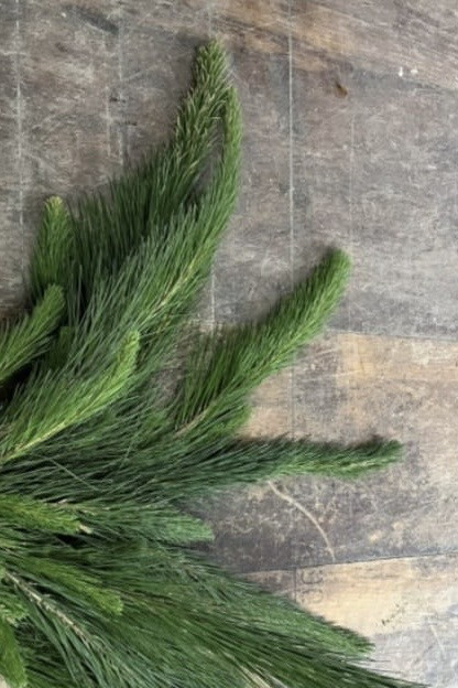 Pine Green - Natural