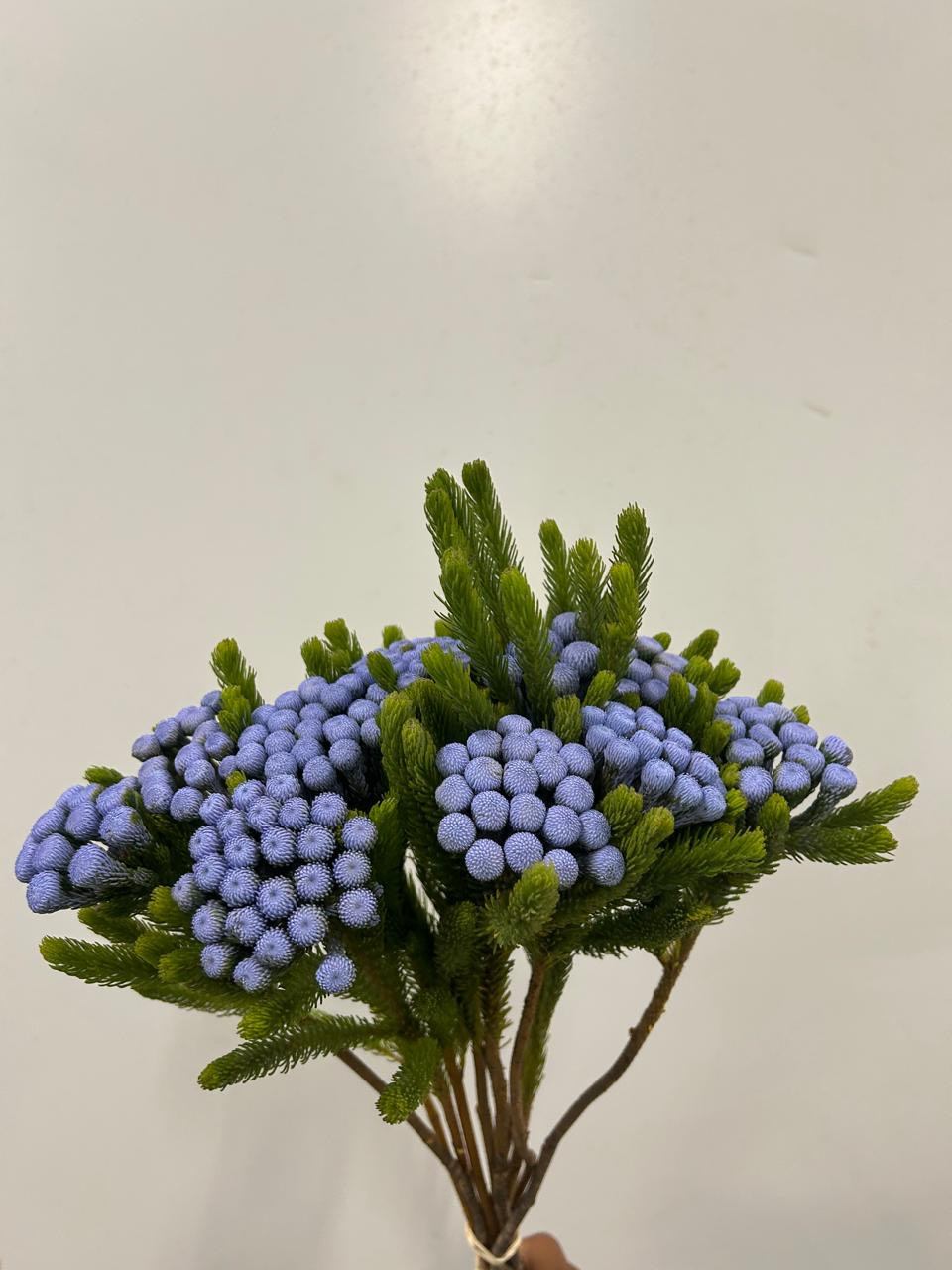 Albiflora - Lavender