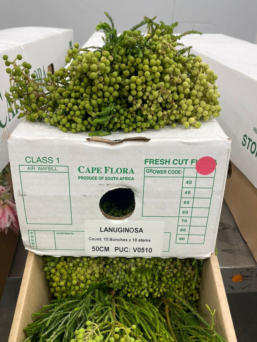 Lanuginosa Green