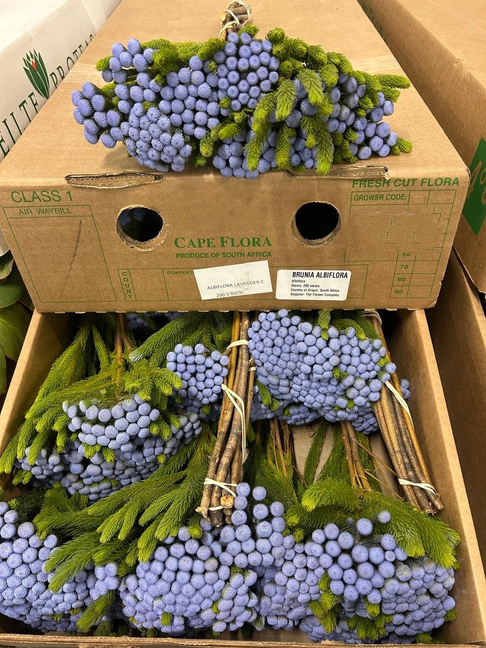 Albiflora - Lavender