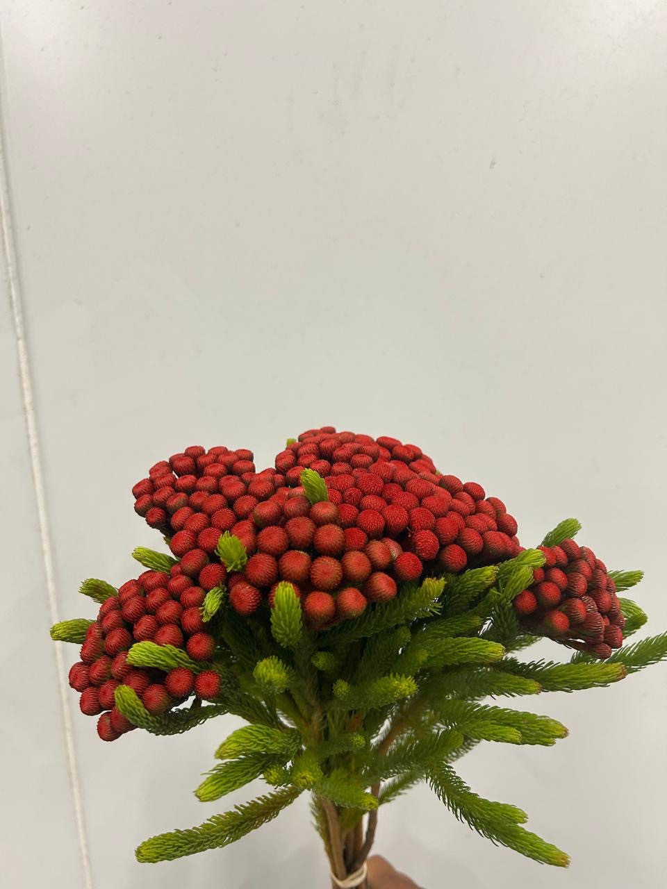 Albiflora - Red
