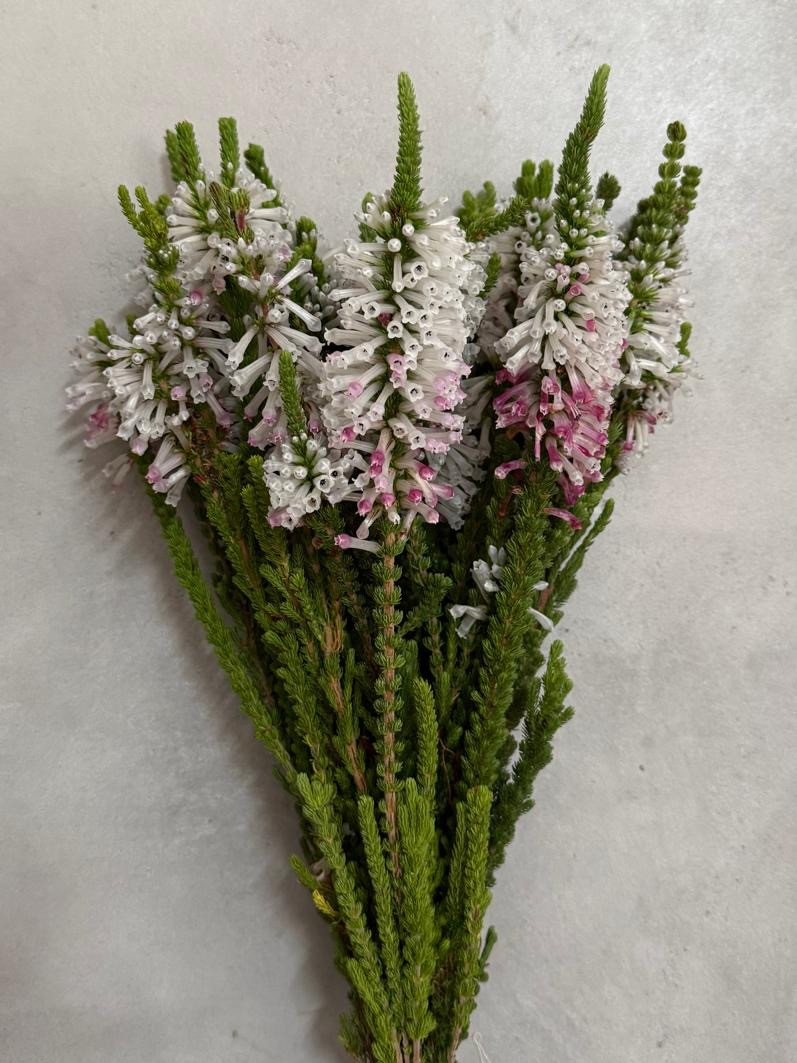 Erica Prince of Wales