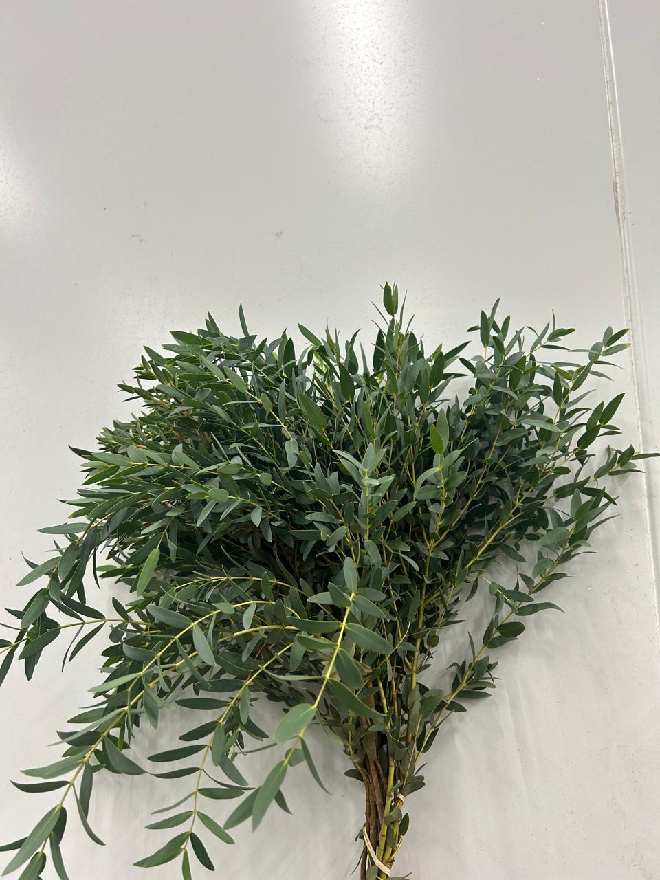 Eucalyptus Parvifolia