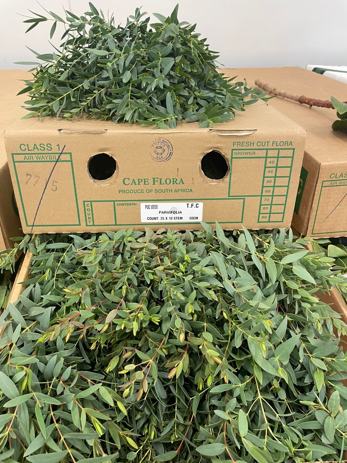 Eucalyptus Parvifolia