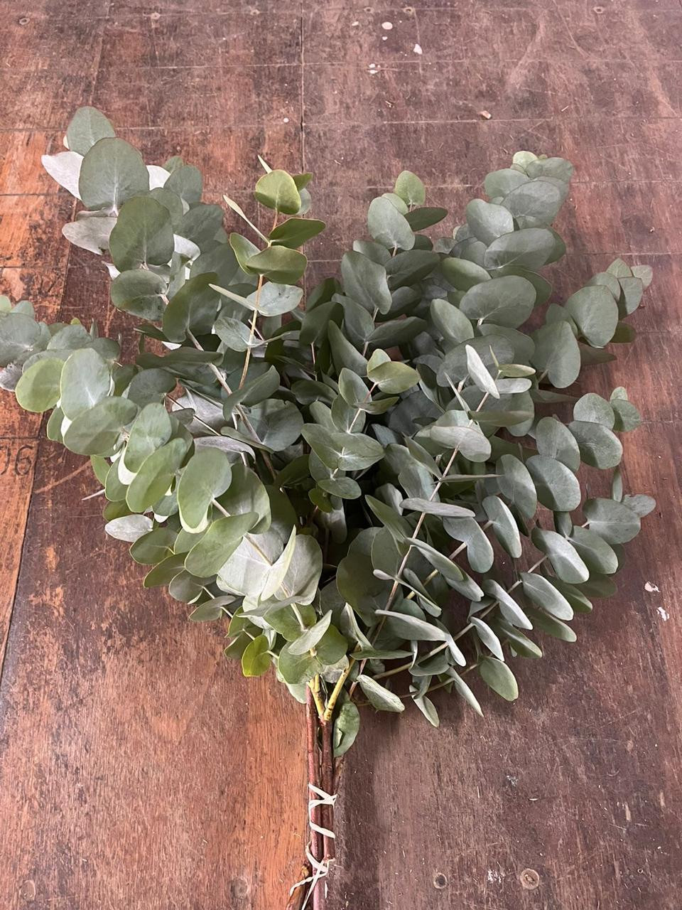Eucalyptus Cineria