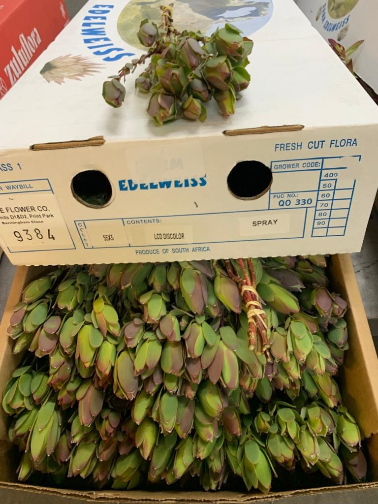 Lcd. Discolor - spray