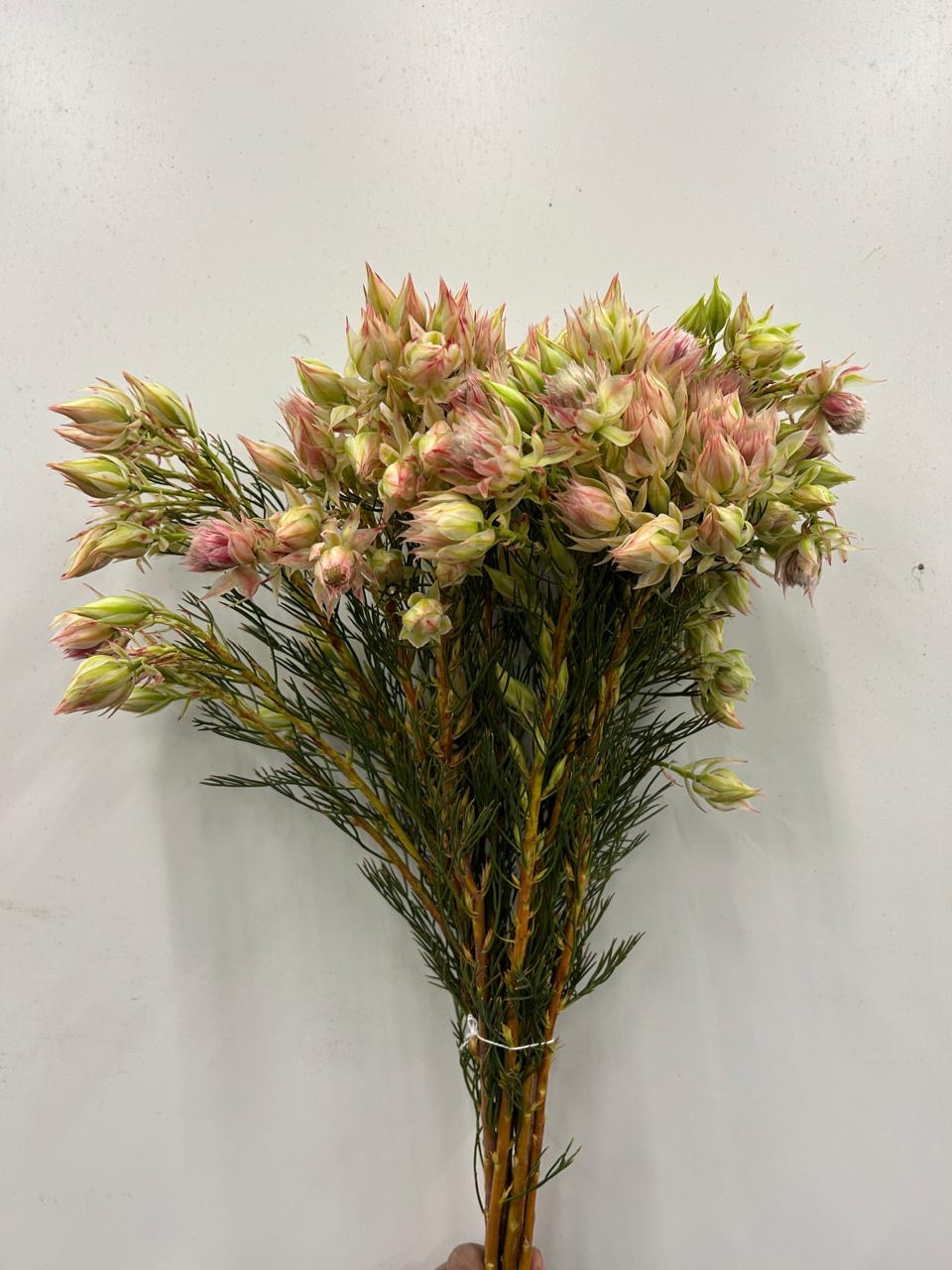 Blushing Bride - Pink