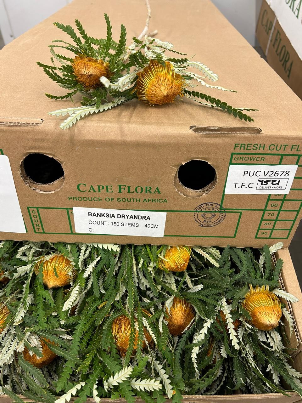 Banksia Dryandra
