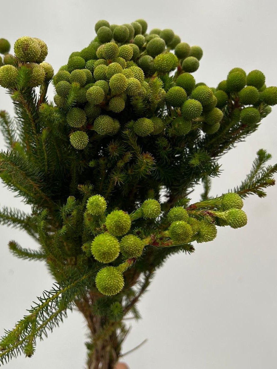 Berzelia Galpinii Young