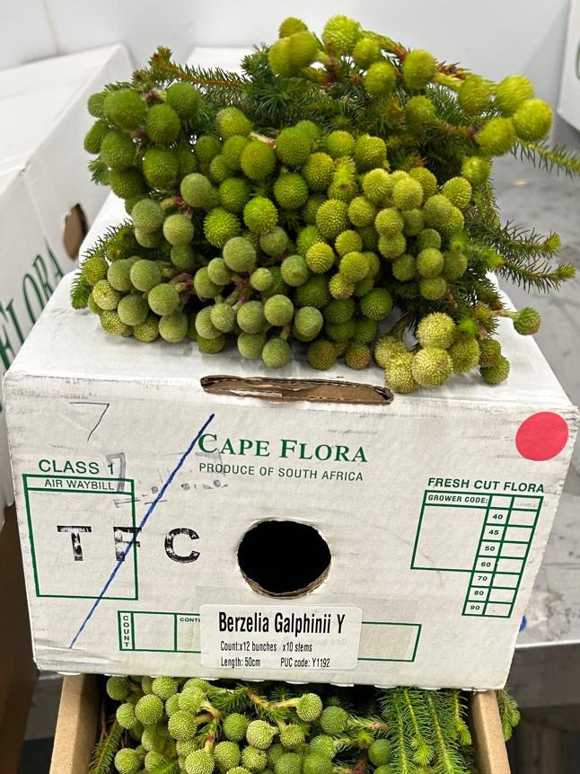 Berzelia Galpinii Young